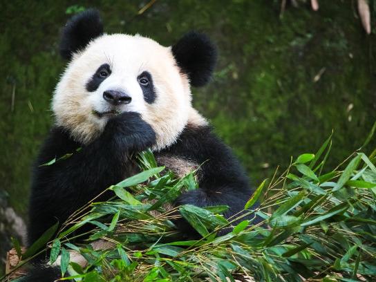 成都二手房过户流程是怎样的